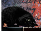 Adopt Junipurr a All Black Domestic Shorthair / Domestic Shorthair / Mixed cat