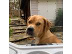 Adopt Sony - IN FOSTER a Red/Golden/Orange/Chestnut Mixed Breed (Large) / Mixed