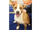 Adopt Duchess a Tan/Yellow/Fawn Mixed Breed (Large) / Mixed dog in Fallston