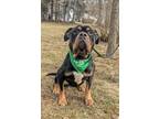Adopt Linetta a Black Rottweiler / Mixed dog in Worcester, MA (38756212)