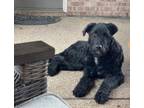 Adopt Dude a Standard Poodle, Mixed Breed