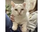 Adopt Loki a White Domestic Longhair / Mixed cat in Springfield, IL (38755838)