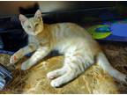 Adopt Stuart a Tan or Fawn Domestic Shorthair (short coat) cat in Riverside