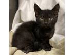 Adopt Siren a All Black Domestic Shorthair / Mixed cat in Los Angeles