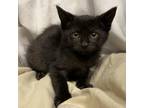 Adopt Genie a All Black Domestic Shorthair / Mixed cat in Los Angeles