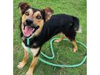 Adopt Wishbone a Tricolor (Tan/Brown & Black & White) Terrier (Unknown Type