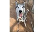 Adopt Juneau a White - with Gray or Silver Husky / Mixed dog in Cedar Creek