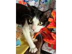 Adopt Bunny Rabbit a Black & White or Tuxedo Domestic Shorthair (short coat) cat