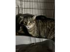 Adopt Bella a Tiger Striped Tabby / Mixed (short coat) cat in Mt Washington