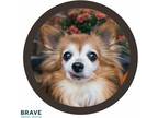 Adopt Peanut a Brown/Chocolate Pomeranian dog in LINCOLN, NE (38750180)