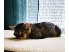 Adopt Frisky a Brown Tabby Domestic Shorthair (short coat) cat in Greensboro