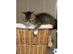 Adopt Cash a Brown Tabby Domestic Shorthair (short coat) cat in Greensboro