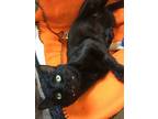 Adopt Rumley a All Black Bombay (short coat) cat in Greensboro, NC (38754948)