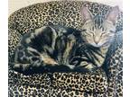 Adopt Tazzy Raye a Brown Tabby Domestic Shorthair (short coat) cat in