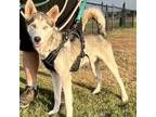 Adopt Max a Gray/Silver/Salt & Pepper - with Black Husky / Mixed dog in Eufaula