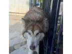 Adopt Koda a Alaskan Malamute / Siberian Husky / Mixed dog in Eufaula