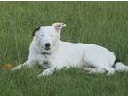 Adopt Emmitt a White - with Black Australian Shepherd / Border Collie / Mixed