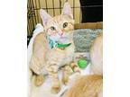 Adopt Cutie a Orange or Red Tabby Domestic Shorthair (short coat) cat in