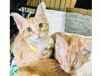Adopt Pomelo a Orange or Red Tabby Domestic Shorthair (short coat) cat in