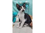 Adopt Marshall a Black & White or Tuxedo Domestic Shorthair (short coat) cat in