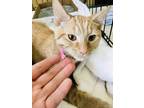 Adopt Yuzu a Orange or Red Tabby Domestic Shorthair (short coat) cat in
