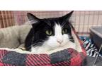 Adopt Mirabelle a Black & White or Tuxedo Domestic Mediumhair (medium coat) cat