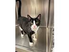 Adopt Trucker a Domestic Shorthair / Mixed (short coat) cat in Jonesboro