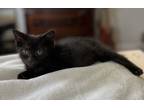Adopt Binx a All Black Bombay (short coat) cat in Greensboro, NC (38754741)