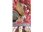 Adopt Princess Peach a Orange or Red Tabby Domestic Shorthair (short coat) cat