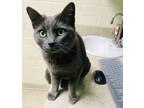 Adopt Smokey Jade a Gray or Blue Russian Blue (short coat) cat in Greensboro