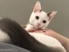 Adopt Ghost a Cream or Ivory (Mostly) Siamese (short coat) cat in Greensboro