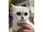 Adopt Jadis a White Exotic (short coat) cat in Joplin, MO (38754624)