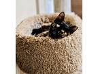 Adopt Cricket a Tortoiseshell Domestic Shorthair (short coat) cat in Greensboro