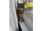 Adopt Sophie a Brown Tabby Tabby (short coat) cat in Palmdale, CA (38754617)