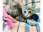 Adopt Ariel a Calico or Dilute Calico Domestic Mediumhair (medium coat) cat in