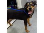 Adopt 84200 a Black Shepherd (Unknown Type) dog in Nogales, AZ (38754124)