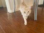 Adopt Roxanne a Orange or Red Domestic Longhair (long coat) cat in Palmdale