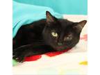 Adopt Zena a All Black Domestic Shorthair / Mixed cat in Bristol, IN (38754092)
