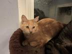 Adopt Marty a Domestic Mediumhair / Mixed (long coat) cat in Sewell