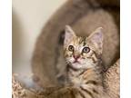 Adopt Felony a Brown Tabby Domestic Shorthair (short coat) cat in Houston