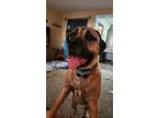 Adopt Adrie a Brindle - with White Mastiff / Mixed dog in New Castle