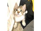 Adopt Billie a Brown Tabby Domestic Shorthair (short coat) cat in Orange
