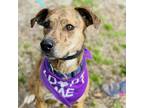 Adopt Pumpkin a Brindle Mixed Breed (Medium) / Mixed dog in Peachtree City