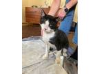 Adopt Caddy a Black & White or Tuxedo Domestic Shorthair (short coat) cat in