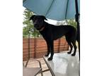 Adopt Lexi a Black German Shepherd Dog / Labrador Retriever / Mixed dog in Maple