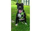 Adopt Stunning Stella a Black - with White American Staffordshire Terrier /