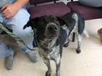 Adopt Mack a Black - with Gray or Silver Pointer / Border Collie / Mixed dog in