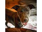 Adopt Zeus a Black Labrador Retriever / American Staffordshire Terrier / Mixed