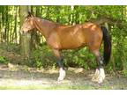 Adopt Millie a Bay Paint/Pinto / Draft horse in Sharon Center, OH (38753970)