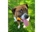 Adopt Lovable Lola a Brown/Chocolate - with White American Staffordshire Terrier